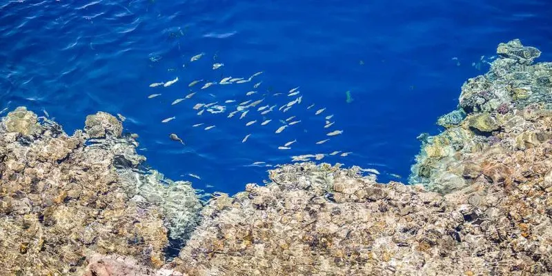 Snorkeling à Ras Mohamed